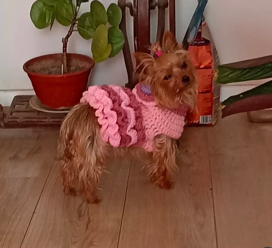 Mascotas con estilo
